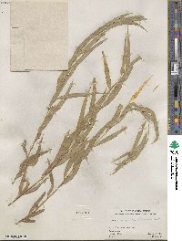 Salix nigra var. lindheimeri image