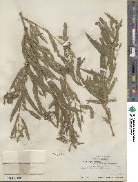 Salix nigra image