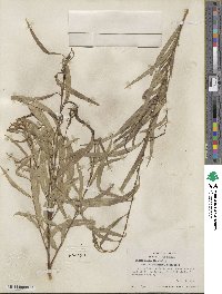 Salix nigra image