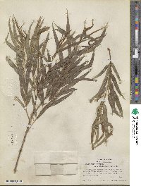 Salix nigra var. lindheimeri image