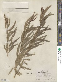 Salix nigra image