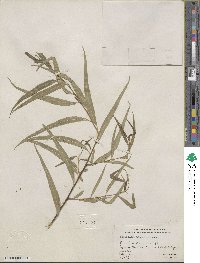 Salix nigra var. lindheimeri image