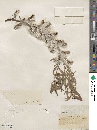 Salix nigra image