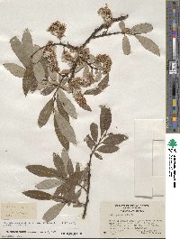 Salix paradoxa image