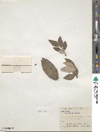 Salix paradoxa image