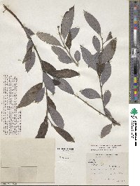 Salix discolor image