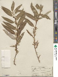 Salix bonplandiana image