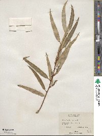 Salix bonplandiana image