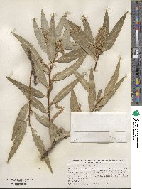 Salix bonplandiana image