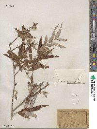 Salix bonplandiana image