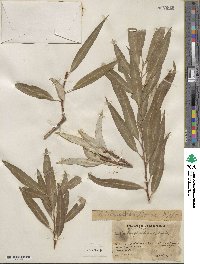 Salix bonplandiana image