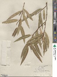 Salix bonplandiana image