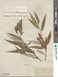 Salix bonplandiana image