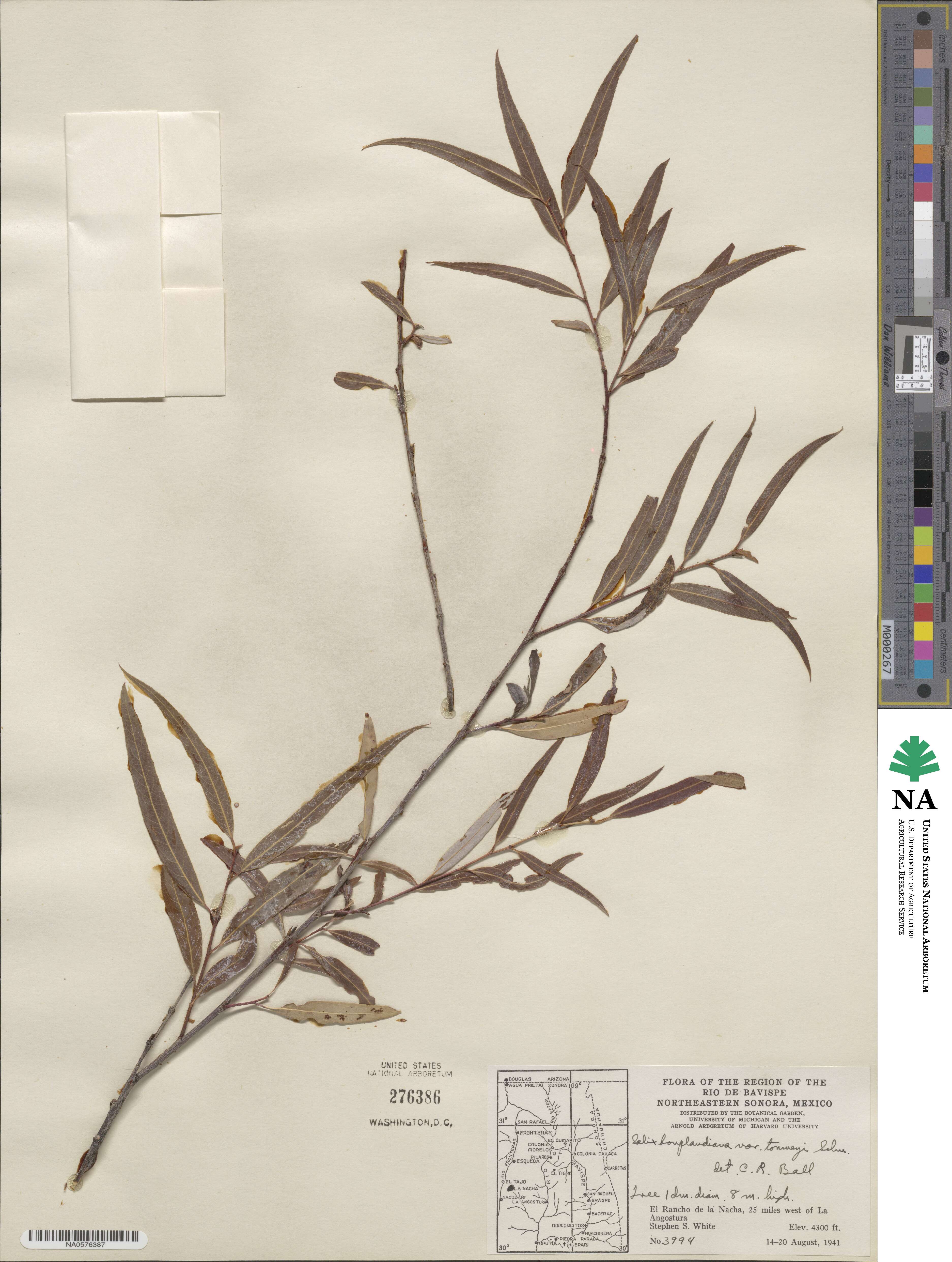 Salix bonplandiana var. toumeyi image
