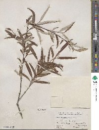 Salix bonplandiana image