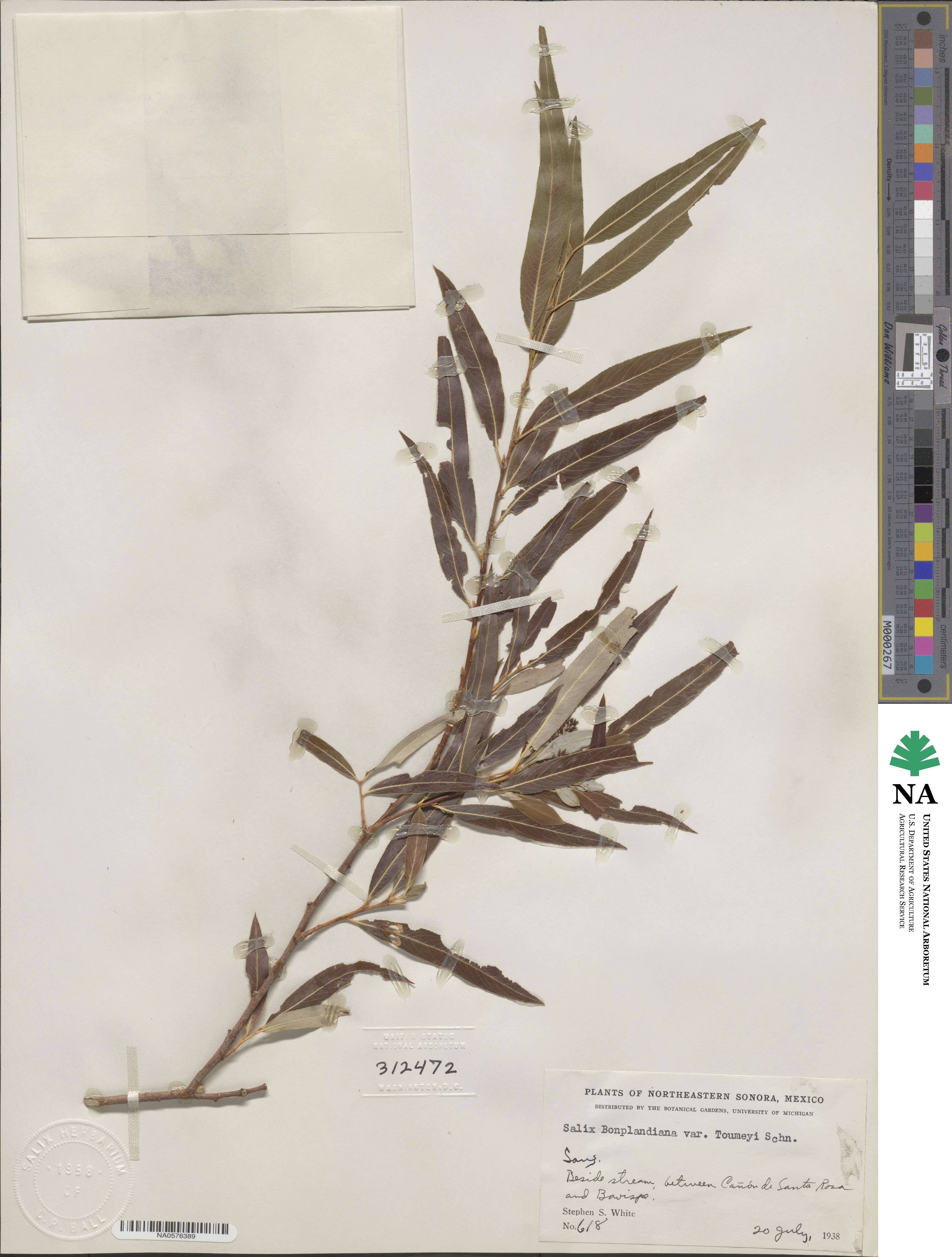 Salix bonplandiana image