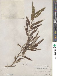 Salix bonplandiana image