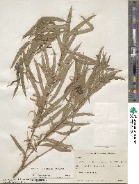 Salix humboldtiana image