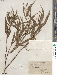 Salix humboldtiana image