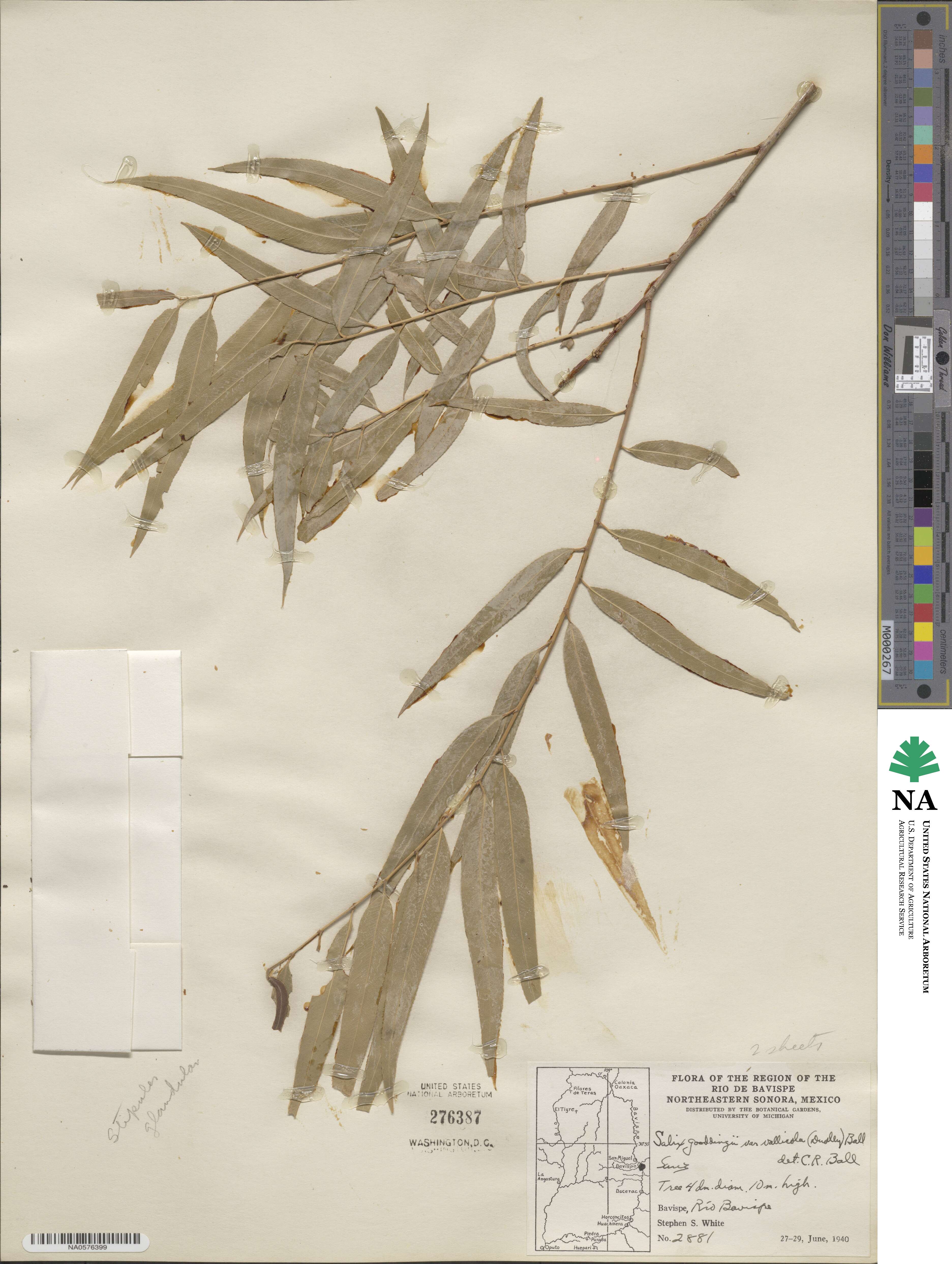 Salix gooddingii var. vallicola image