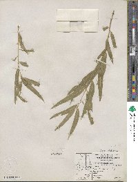 Salix gooddingii var. vallicola image