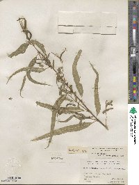 Salix gooddingii var. vallicola image