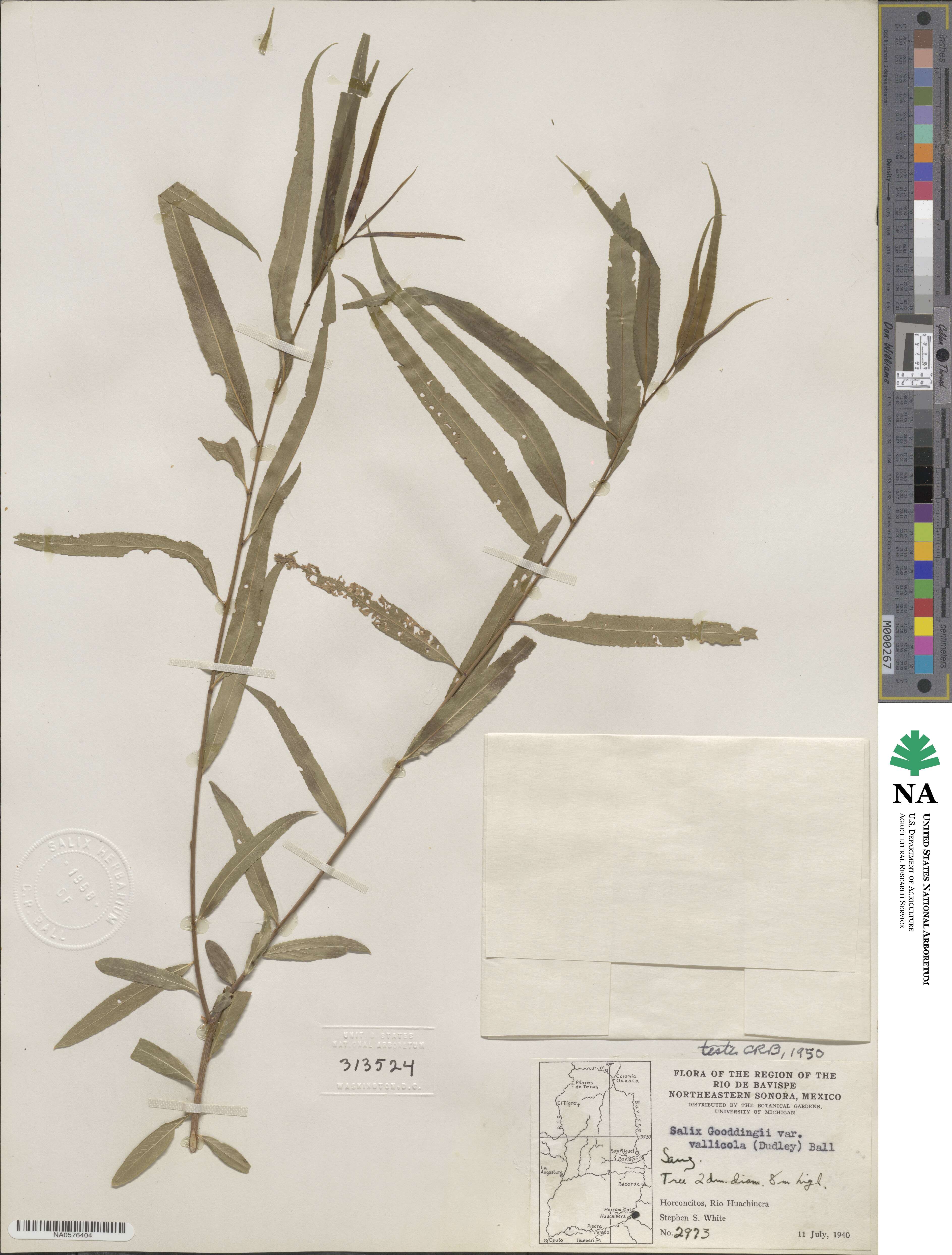 Salix gooddingii var. vallicola image