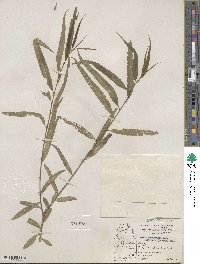 Salix gooddingii var. vallicola image