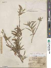 Salix humboldtiana image