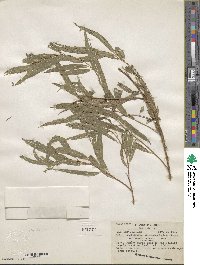 Salix humboldtiana image