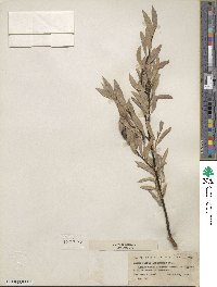 Salix wolfii image