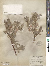 Salix wolfii image