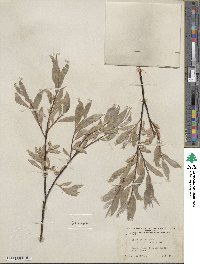 Salix wolfii image