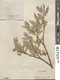 Salix wolfii image