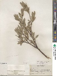 Salix wolfii image