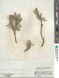 Salix wolfii image