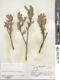 Salix wolfii image