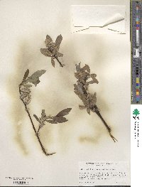 Salix wolfii image