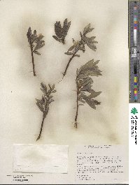 Salix wolfii image