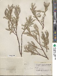 Salix wolfii image