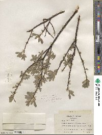 Salix wolfii image