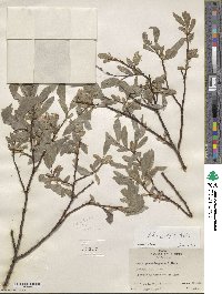 Salix wolfii image