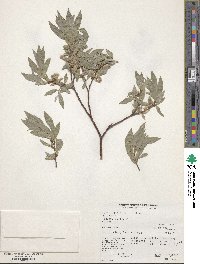 Salix wolfii image