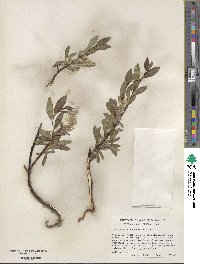 Salix wolfii image