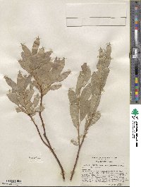 Salix wolfii image