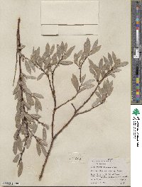 Salix wolfii image