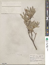 Salix wolfii image