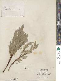 Salix wolfii image