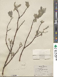 Salix wolfii image