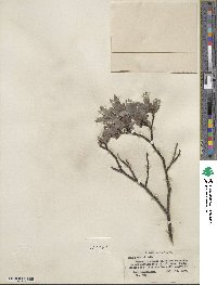 Salix wolfii image